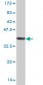 RPS23 Antibody (monoclonal) (M02)